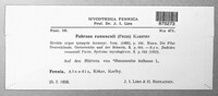 Fabraea ranunculi image